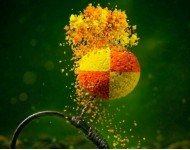 Soluble amino POP-UPs 10 мм