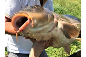 Карп весом 13.79 кг. Пойман на насадочный бойл Grandcarp КРЕВЕТКА-СПЕЦИИ
